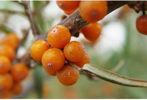 にんにくすっぽん卵黄